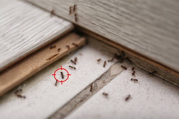 Best Mosquito Control Services  in Frazee, MN